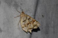 Macaria alternata