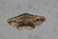 Menophra abruptaria
