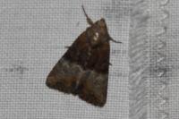 Mesoligia furuncula