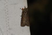 Nycteola revayana