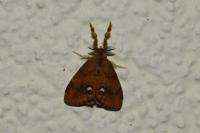 Orgyia antiqua