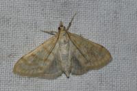 Paracorsia repandalis
