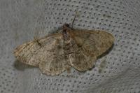 Peribatodes rhomboidaria rhomboidaria