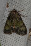 Polyphaenis sericata