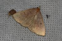 Polypogon plumigeralis