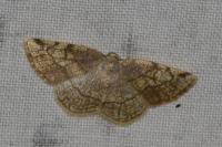 Stegania trimaculata