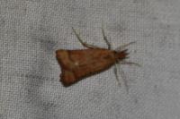 Synaphe punctalis