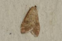 Udea fulvalis