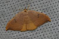 Watsonalla binaria
