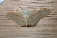 Idaea rubraria