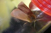 Phragmatobia fuliginosa