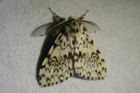 Lymantria monacha