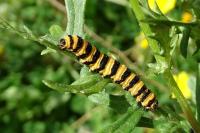 Tyria jacobaeae