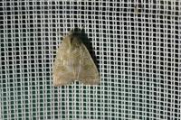 Ipimorpha subtusa