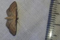 Idaea infirmaria