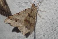 Macaria alternata
