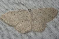 Scopula