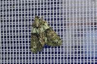 Cryphia algae