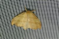 Falcaria lacertinaria