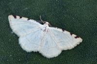 Stegania trimaculata