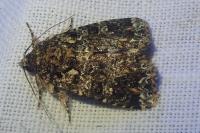 Callopistria latreillei