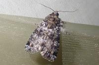 Callopistria latreillei