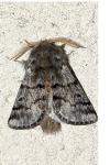 Thaumetopoea pityocampa