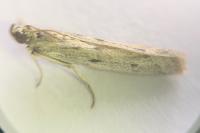 Phycitodes