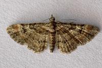 Gymnoscelis rufifasciata