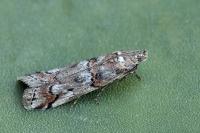 Pempelia palumbella