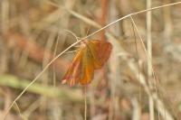 Lythria purpuraria