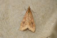 Udea ferrugalis