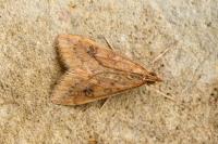 Udea ferrugalis