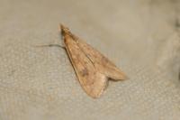Udea ferrugalis