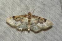 Idaea rusticata