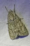 Acronicta aceris