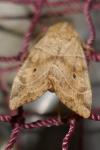 Cosmia trapezina