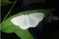 Cabera pusaria