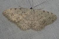 Scopula submutata roseonitens