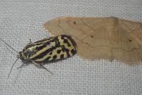 Emmelia trabealis
