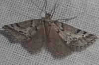 Eumannia oranaria