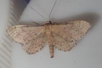 Idaea infirmaria