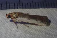 Denticera divisella