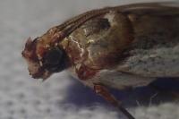 Denticera divisella