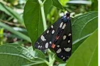 Callimorpha dominula