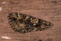 Catocala sponsa