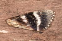 Catocala sponsa