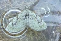 Chloroclystis v-ata