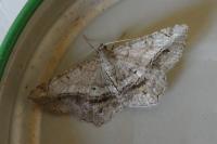Chiasmia aestimaria