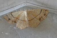 Cyclophora punctaria